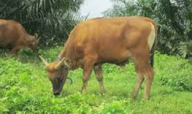 Petrus-Gomang-selesaikan-permasalahan-sapi-masuk-kebun