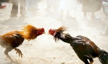 Judi-sabung-Ayam-berhasil-di-Gerebek--Reskrim-Polres-TTU