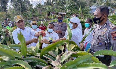 Ini-yang-Dilakukan-Kapolsek-Insana-Bersama-Bupati-TTU-Saat-Panen-Buah-Naga-di-Desa-Fatoin