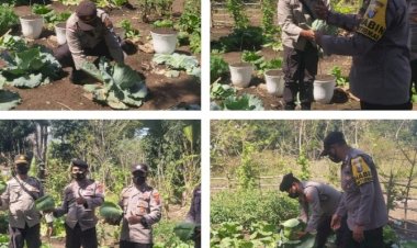 Kapolsek-Insana-Panen-Perdana-Tanaman-Holtikultura