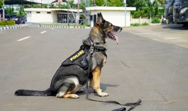 5-Anabul-Andalan-Pengungkap-Kejahatan,-dari-Kasus-Narkoba-Hingga-Lacak-DPO