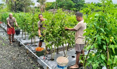 Polsek-Insana-Utara-Sukses-Manfaatkan-Lahan-Produktif,-Laksanakan-Panen-Raya-Hasil-Pertanian