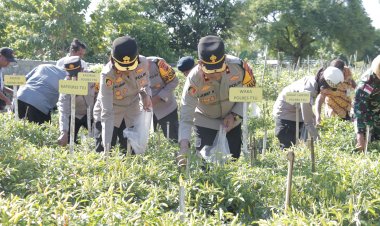 Harga-Cabai-dan-Tomat-Melambung,-Polres-TTU-Gencarkan-Swasembada-Pangan-Melalui-Panen-Simbolis-Tomat-dan-cabai-di