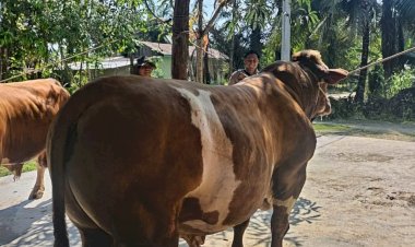 Sapi-Milik-Bhabinkamtibmas-Terpilih-Jadi-Hewan-Kurban-Presiden-Prabowo-di-Indragiri-Hulu