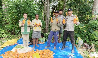Bripka-Onisiforos:-Sosok-Polisi-di-Balik-Kesuksesan-Panen-Jagung-Kelompok-Tani-Oeltaupi