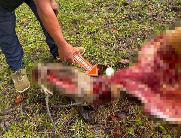 Respons Cepat Laporan Warga, Polsek Miomaffo Barat Gelar Olah TKP Kasus Pencurian Ternak di TTU