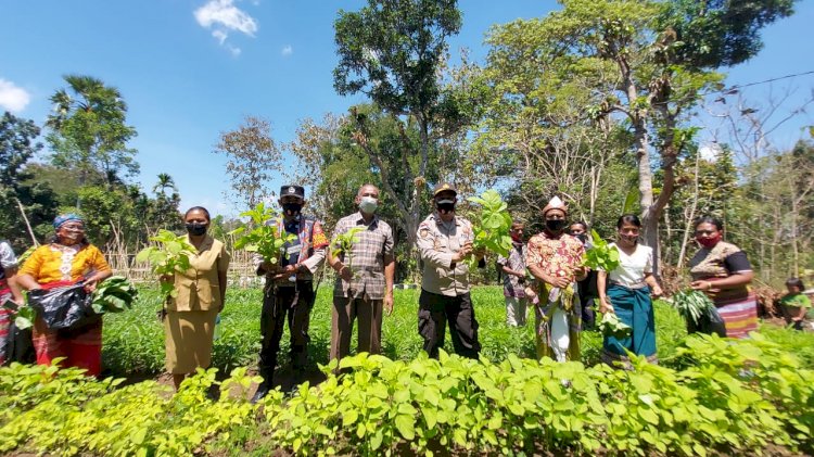 Wakapolres TTU Panen Simbolis di Kebun Percontohan Bhabinkamtibmas Aplasi, Ini Pesan Ketua Kelompok Tani