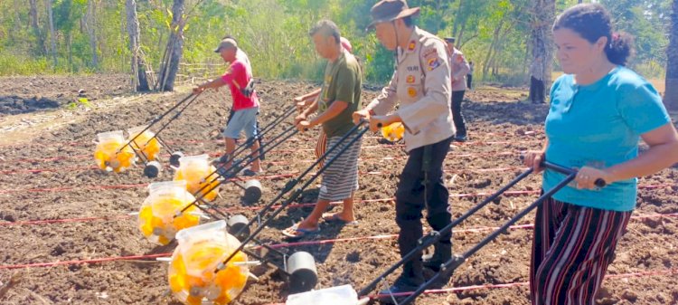 Penanman Jagung di Wilayah Polres TTU Dukung Program Kapolda NTT