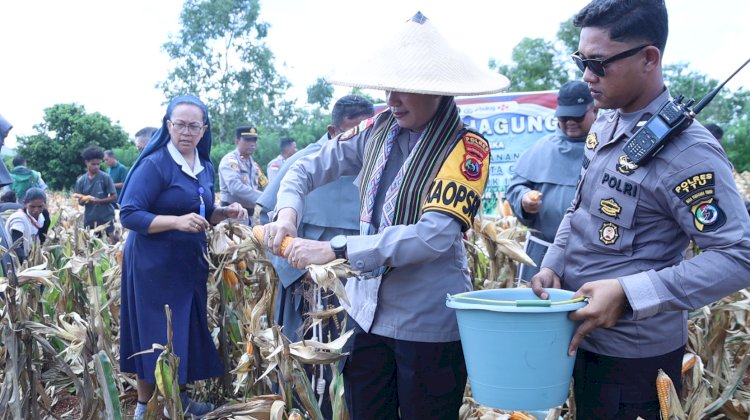 Panen Jagung Melimpah, Warga Kelompok Tani Sehati Usulkan Sumur Bor Bantuan Kapolda NTT