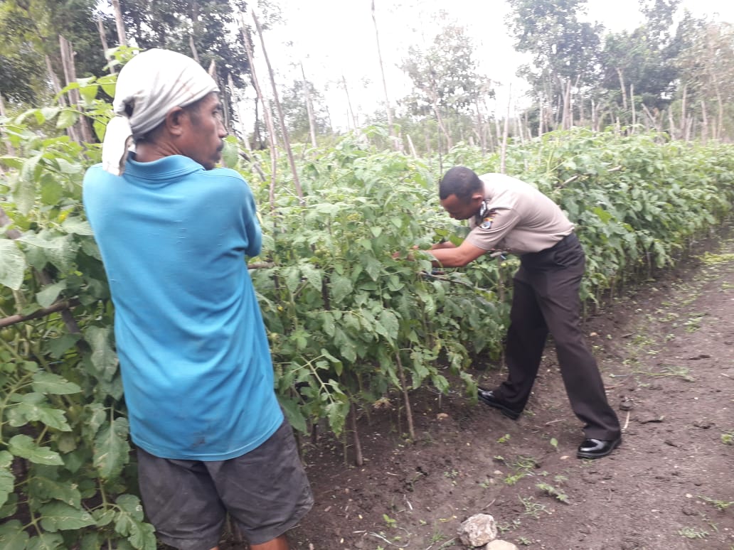 BHABINKAMTIBMAS BIJAEPASU LAKUKAN PENYEMPROTAN PUPUK DI KEBUN PERCONTOHAN