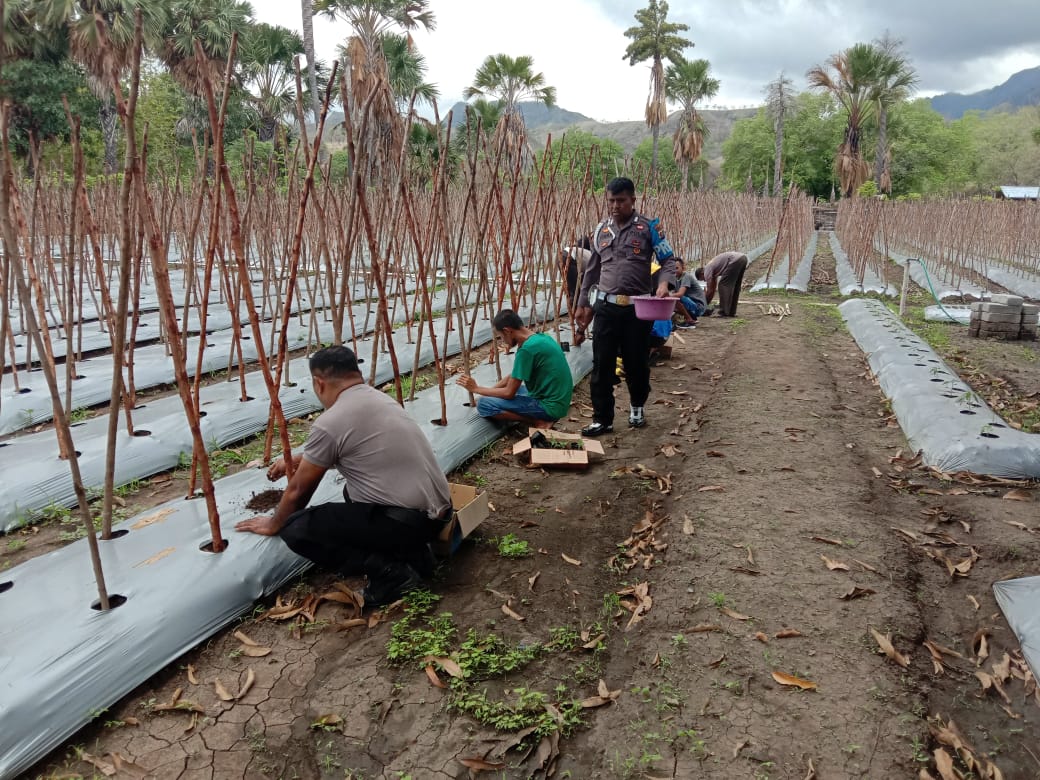 Polsek Insut Kembangkan Lahan Produktif Menjadi Agro Wisata